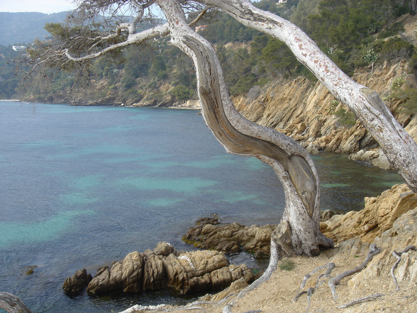 Bäume am Meer