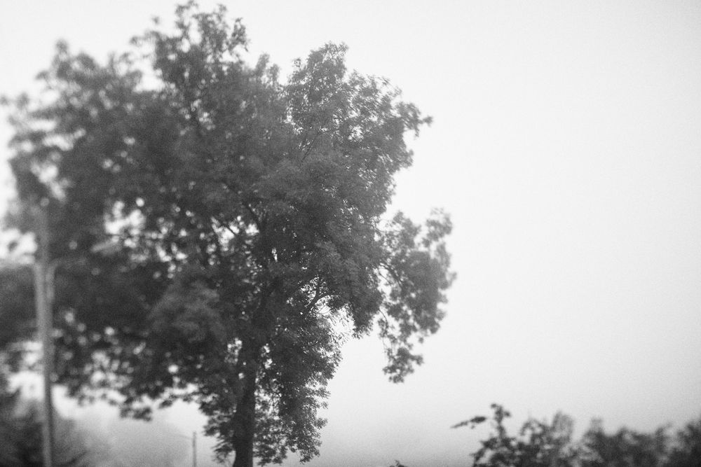Bäume am Morgen - 12