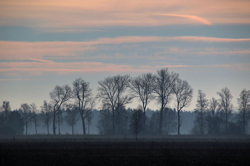 Bäume am Morgen