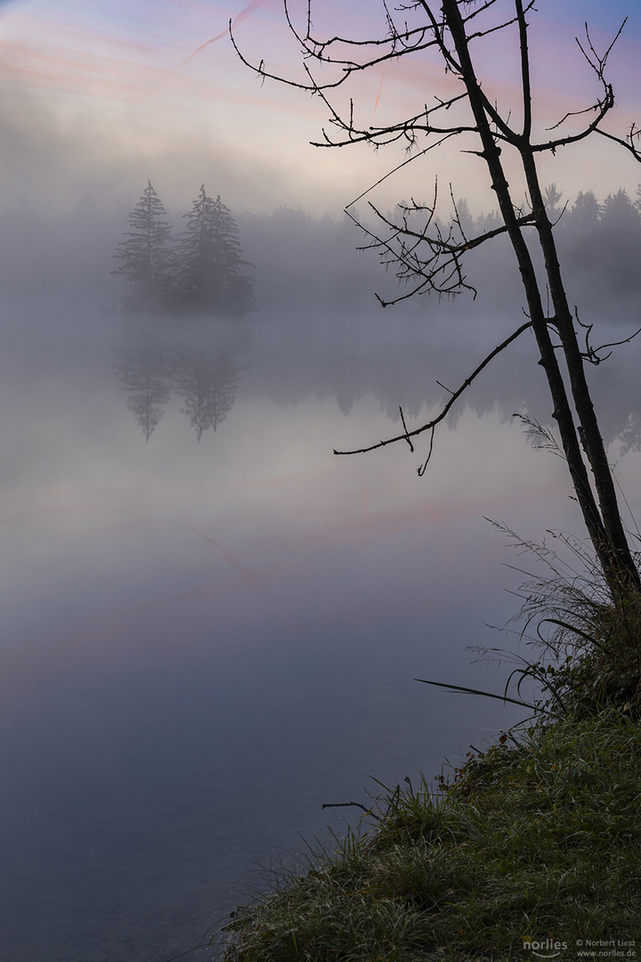 Bäume am Morgen