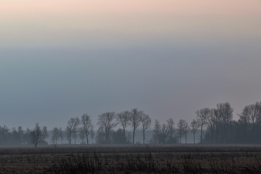 Bäume am Morgen