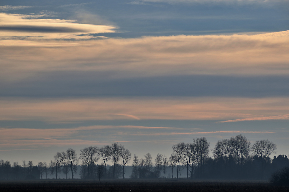 Bäume am Morgen, Teil II