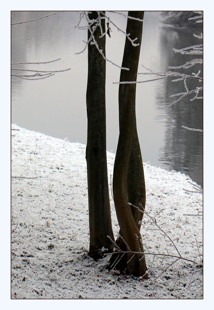 Bäume am Neckar 