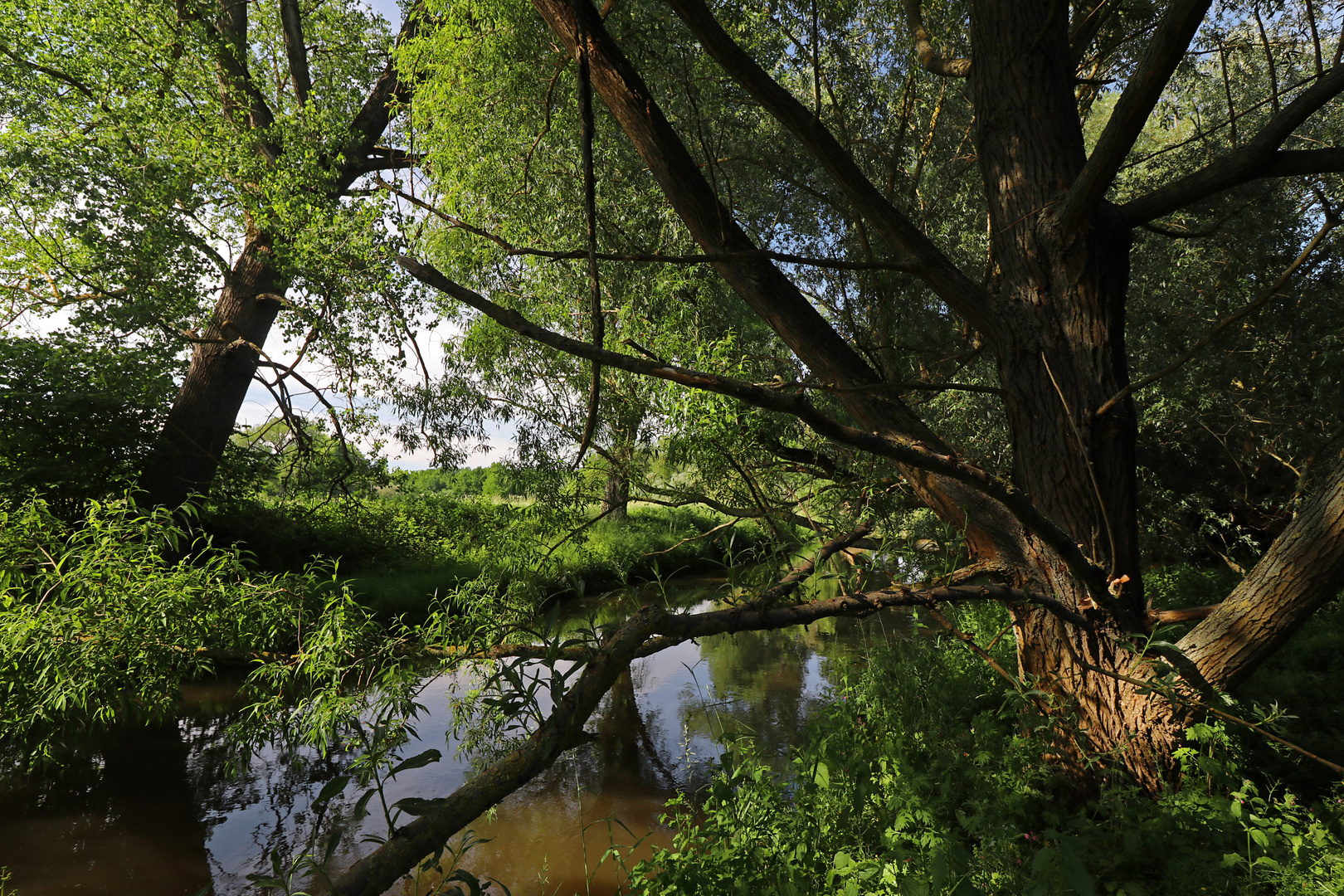 Bäume am Okerufer