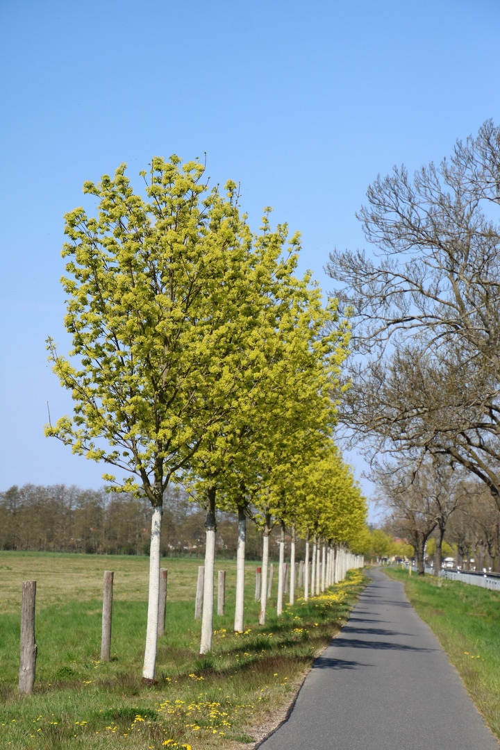 Bäume am Radweg