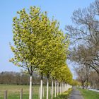 Bäume am Radweg