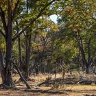 Bäume am Rande des Okavango Deltas