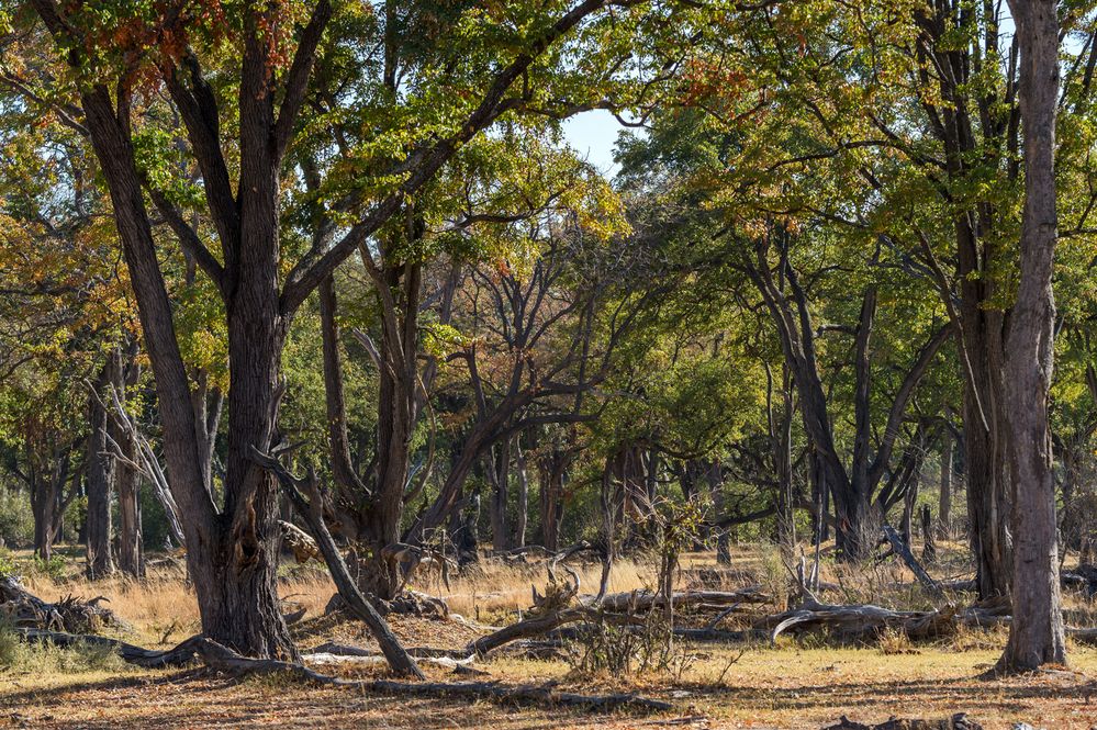 Bäume am Rande des Okavango Deltas