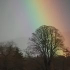 Bäume am Regenbogen