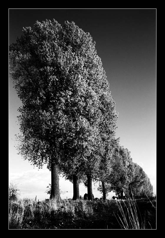 Bäume am Rhein (Leverkusen)