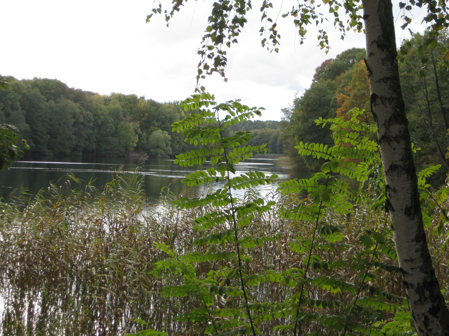 Bäume am See