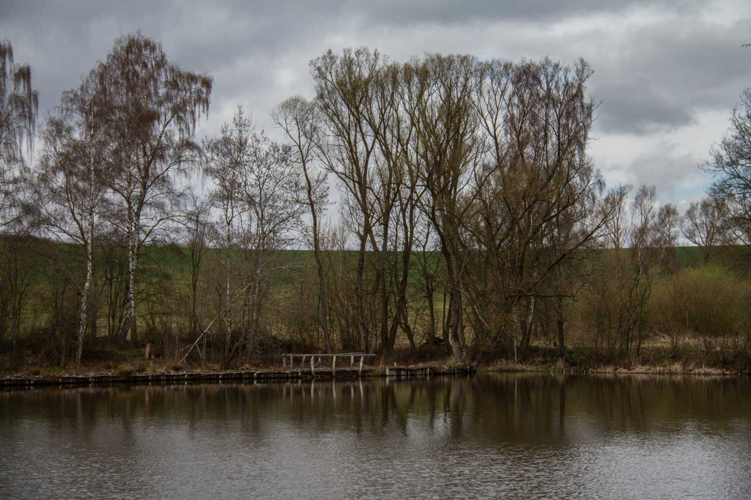 Bäume am See