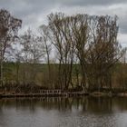 Bäume am See