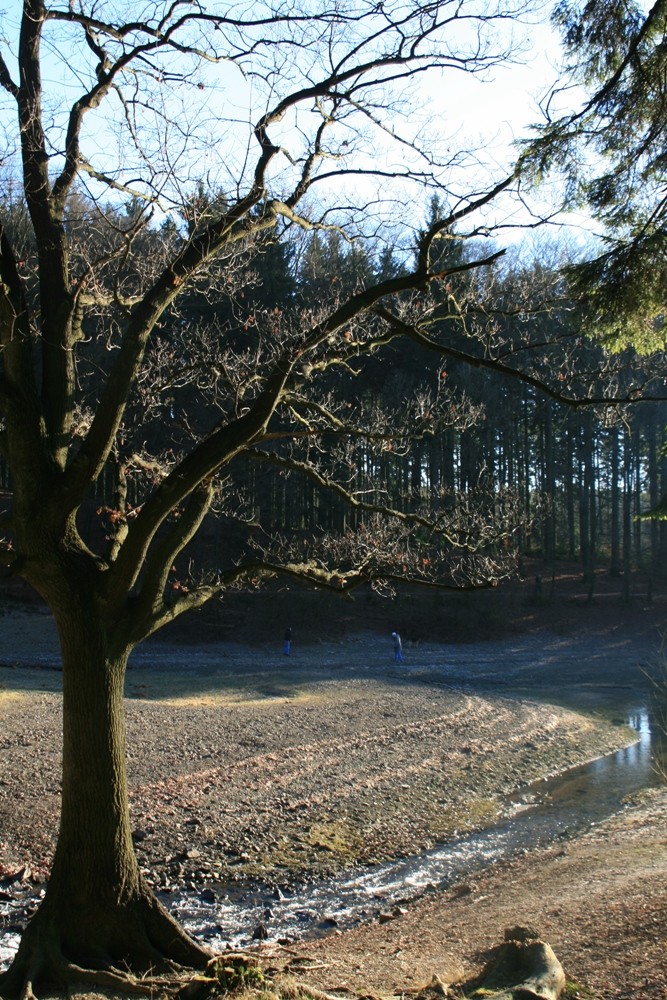 Bäume am See 2