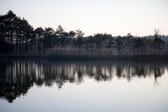 Bäume am See