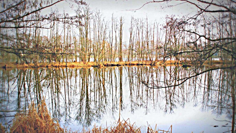 Bäume am See