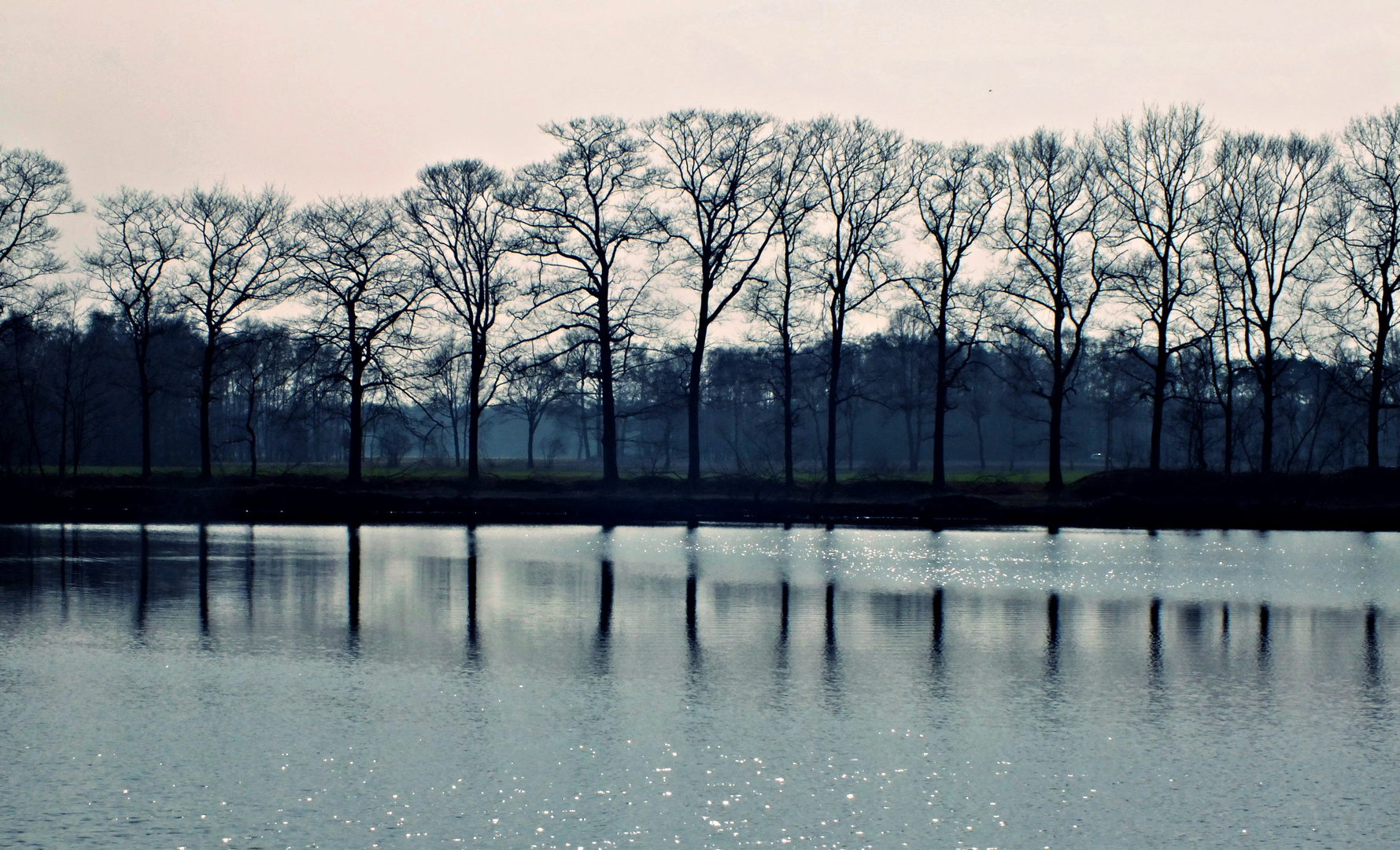 Bäume am See