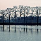 Bäume am See