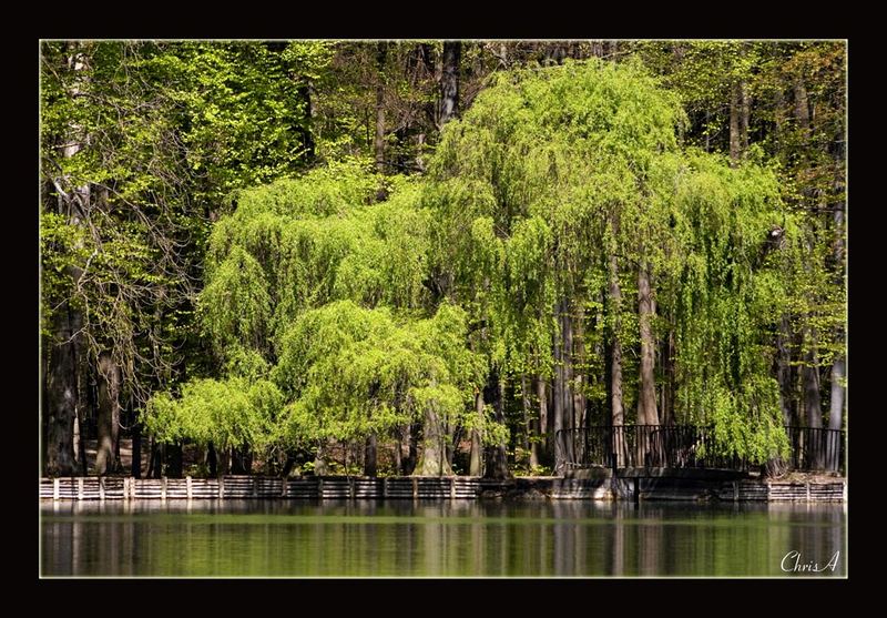 Bäume am See