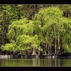 Bäume am See