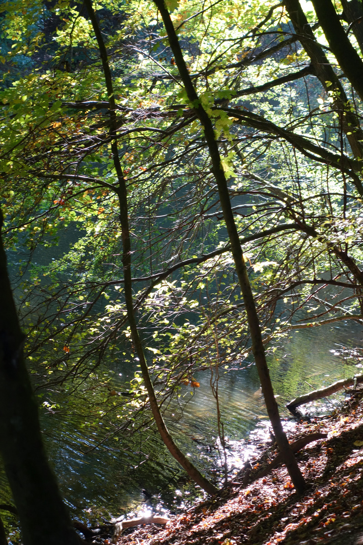 Bäume am See