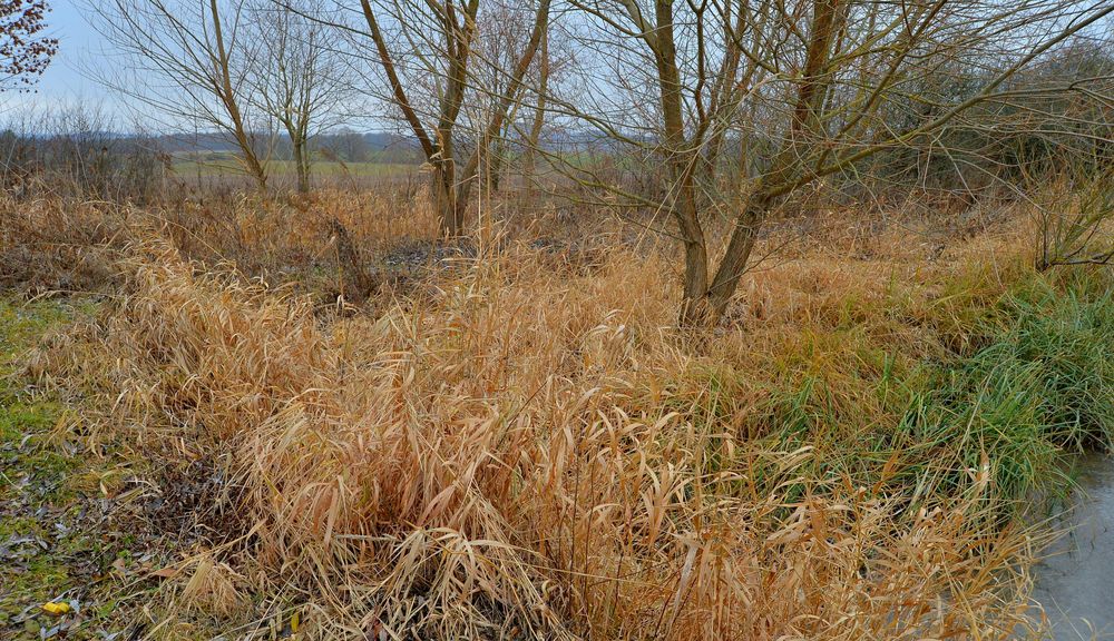 Bäume am See (árboles en el lago)