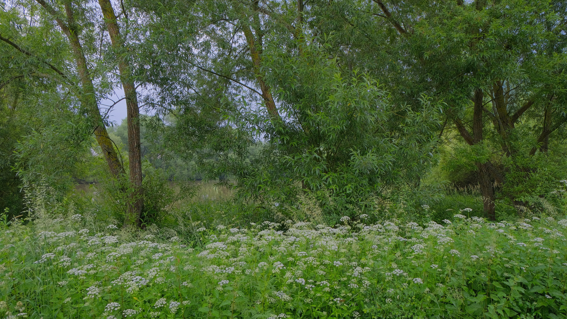 Bäume am See (árboles en el lago)