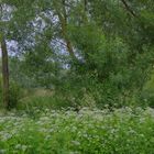 Bäume am See (árboles en el lago)