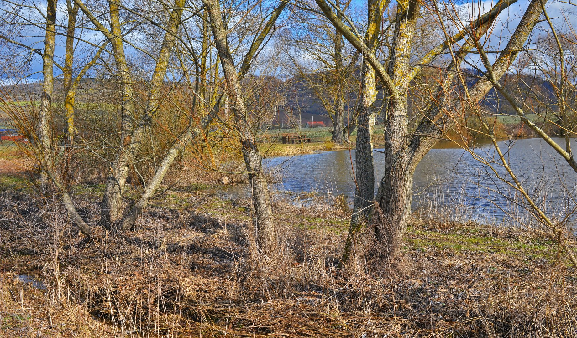 Bäume am See (árboles en el lago)