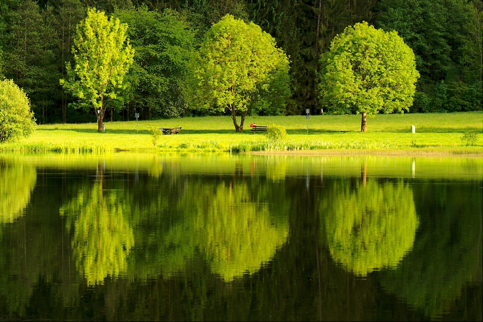 Bäume am See