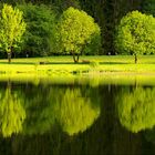 Bäume am See