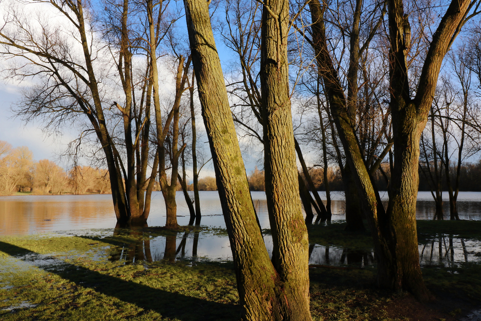 Bäume am Seeufer