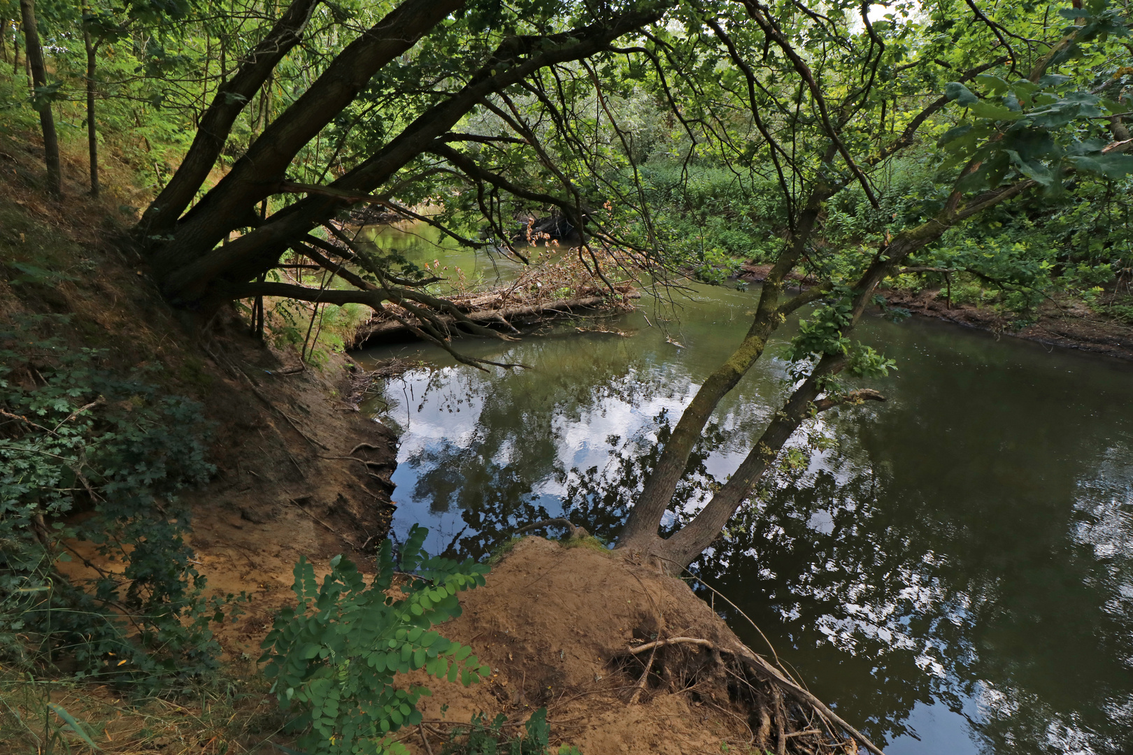 Bäume am Steilufer