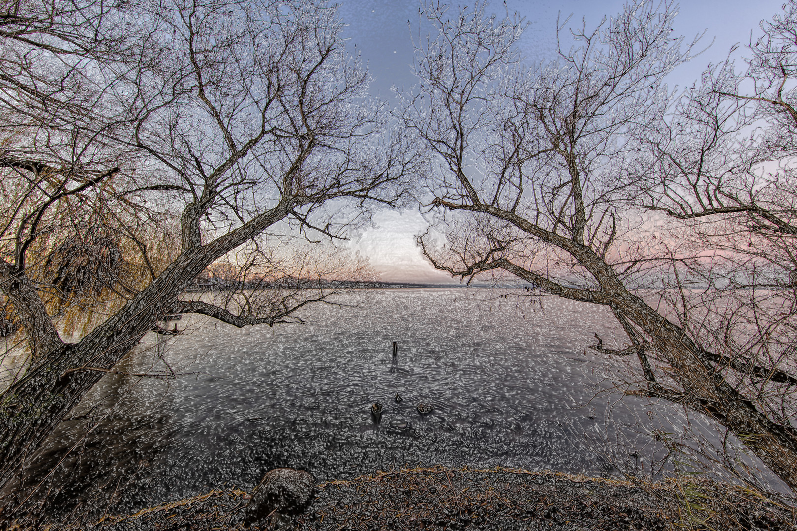 Bäume am Steinhuder Meer