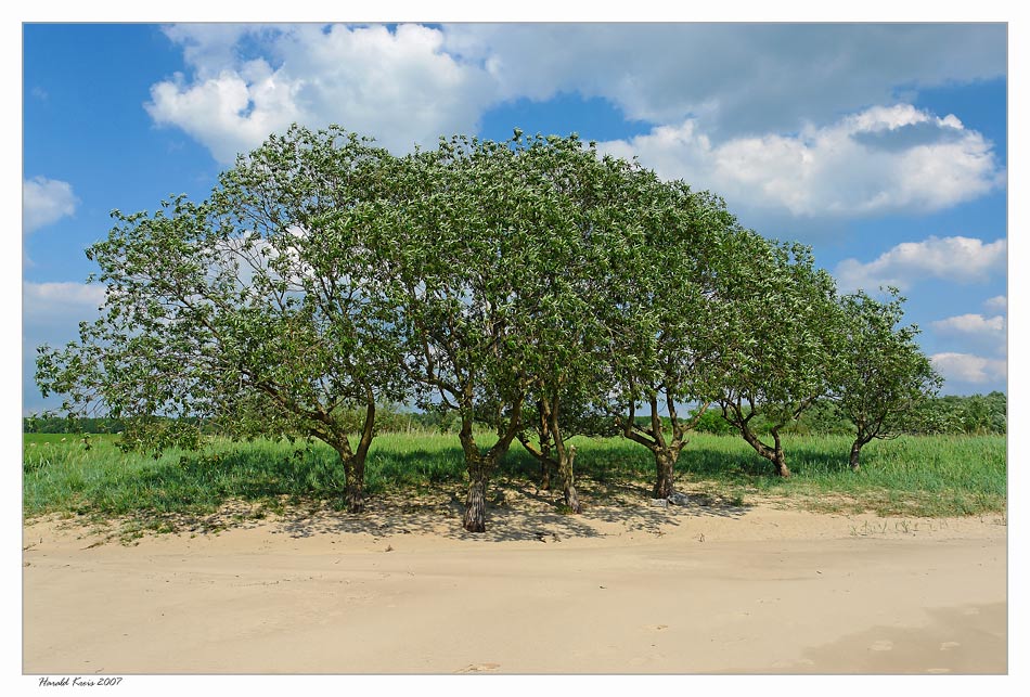 Bäume am Strand