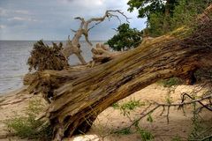 Bäume am Strand