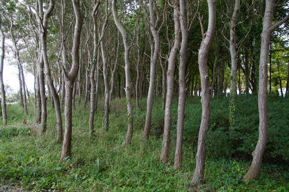 Bäume am Strand Kühlingsborn