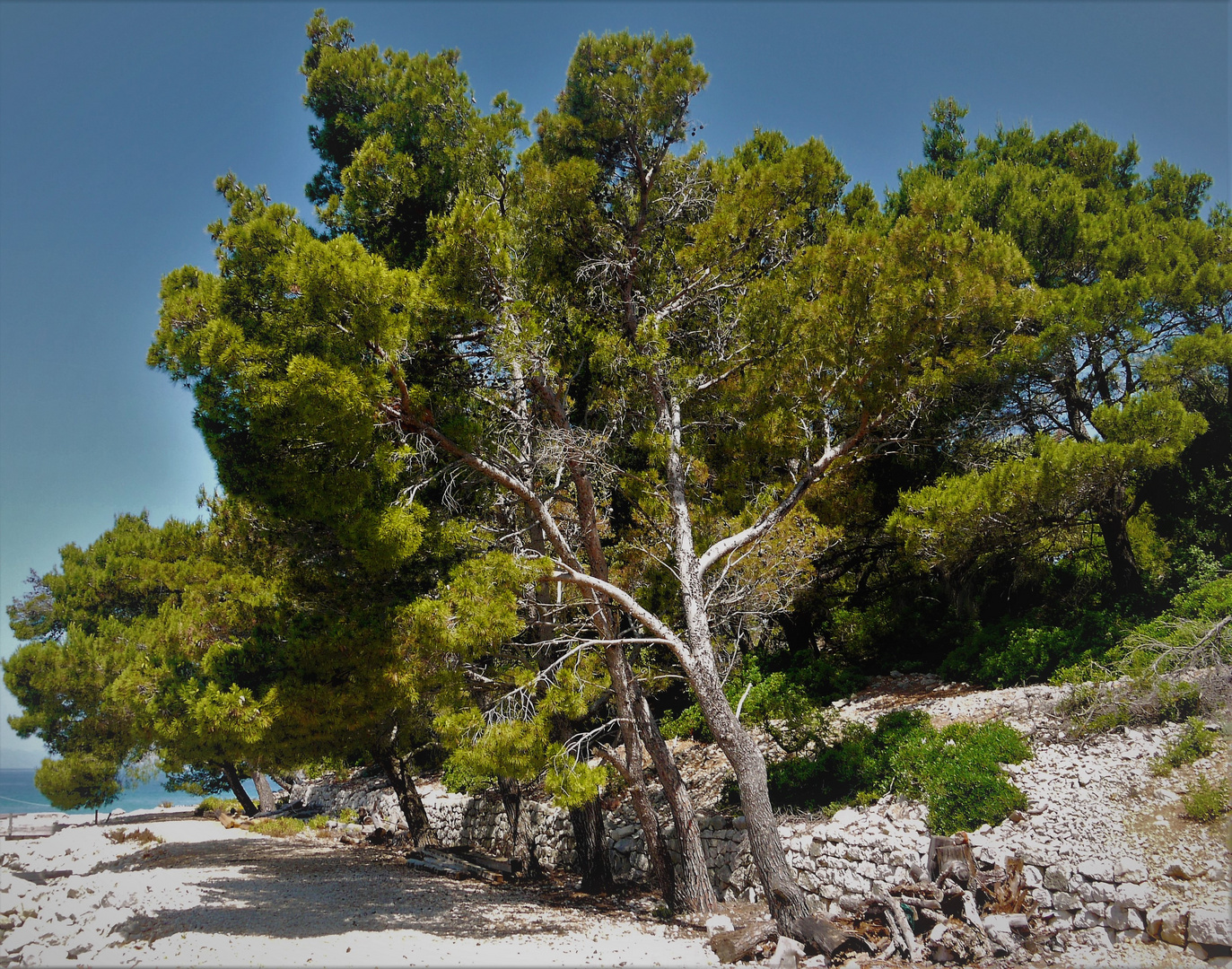 Bäume am Strand von Sveti Grgur - Idylle auf der Schreckensinsel