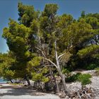 Bäume am Strand von Sveti Grgur - Idylle auf der Schreckensinsel