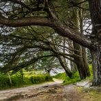 Bäume am Strandweg