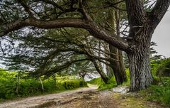 Bäume am Strandweg