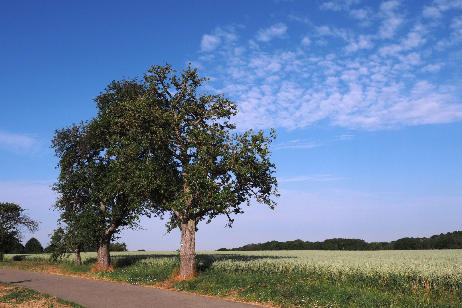 Bäume am Straßenrand