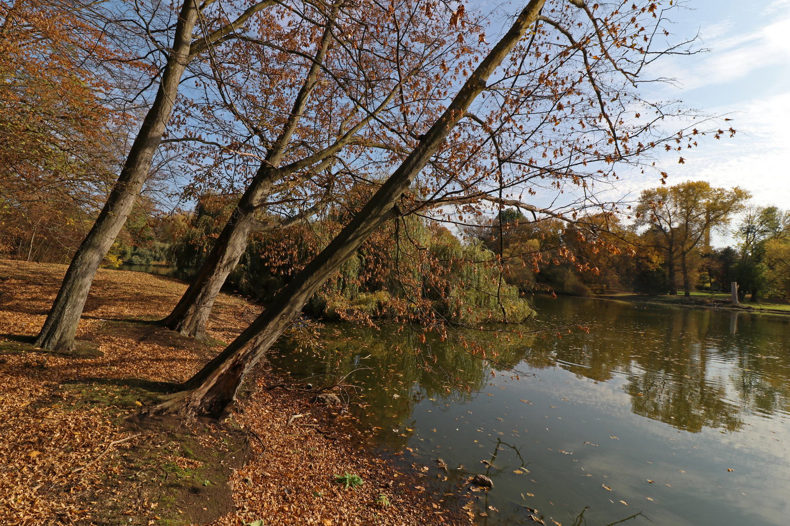 Bäume am Südteich