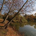 Bäume am Südteich