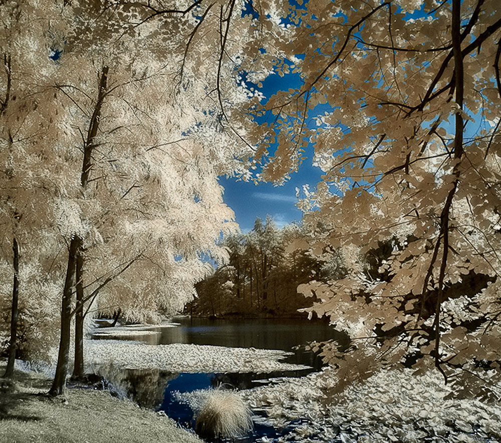 Bäume am Teich