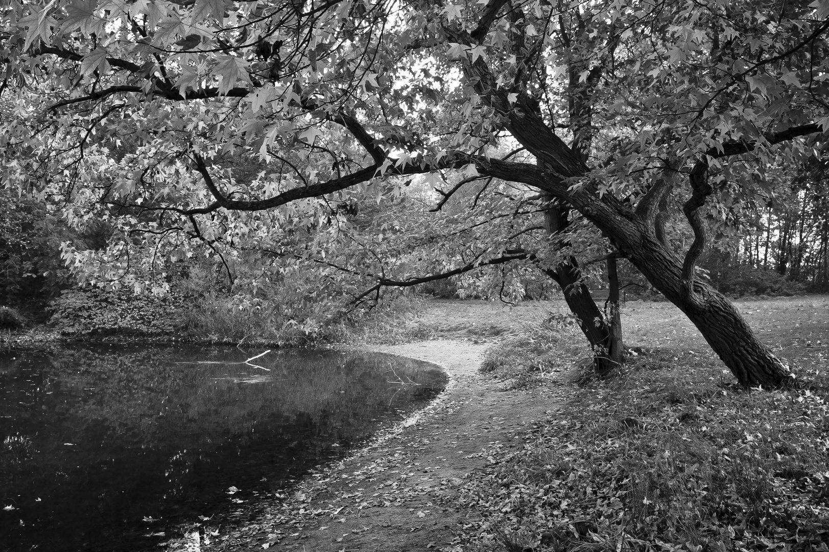 Bäume am Teich