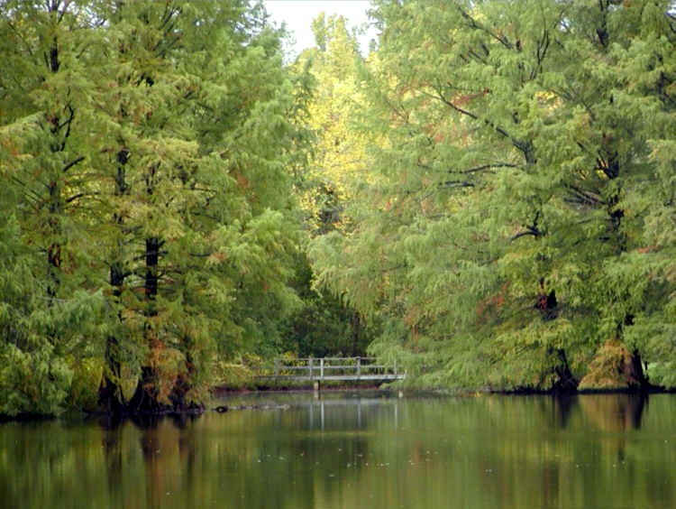 Bäume am Teich