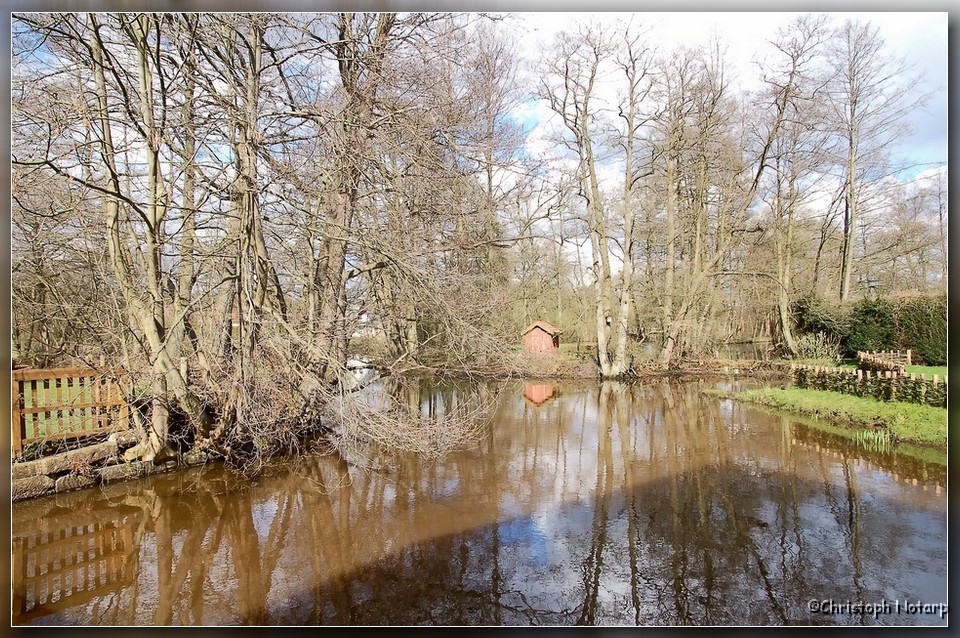 Bäume am Teich