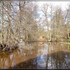 Bäume am Teich