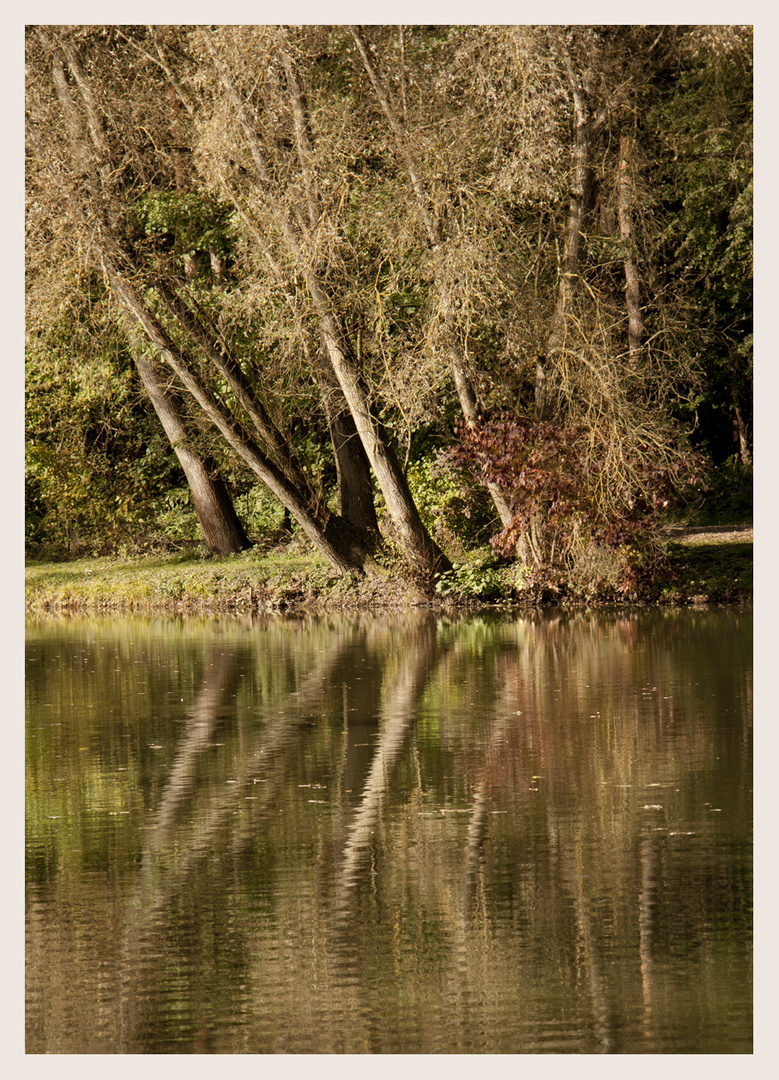 Bäume am Teich